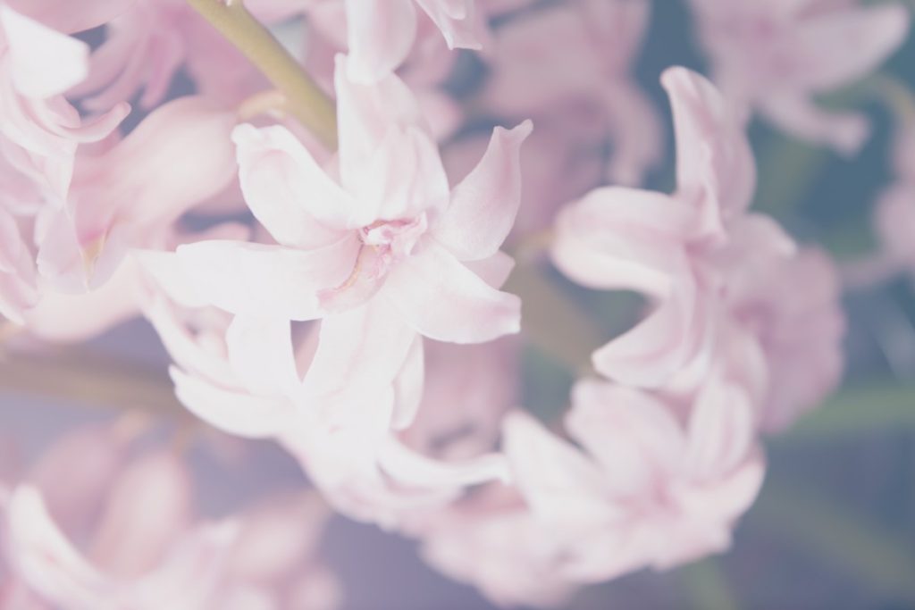 pink flowers