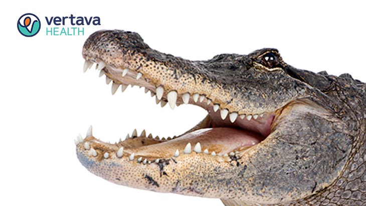 Meth Gator Metaphor