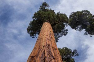 Planting Your Roots in Recovery